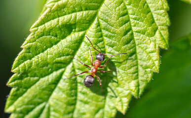 Close-up of an ant on a tree leaf.