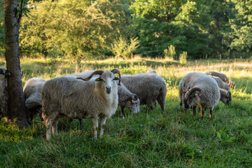 sheep in the field