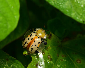 Macro shot of a ladybug clinging to a green leaf.