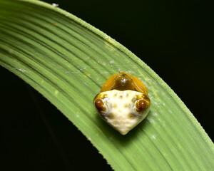 Macro shot of a Bird dung crab spider waiting to catch its prey.