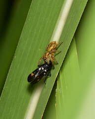 A jumping spider is eating prey that has just been caught.