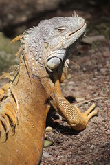 Iguana