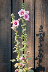 Rose trémière, Alcea rosea, Site ostréicole, Fort Royer, Réserve naturelle maritime, Moêze Oléron, Ile d'Oléron, Charentes Maritimes, 17