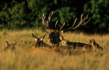 Cerf élaphe, brame, cervus elaphus
