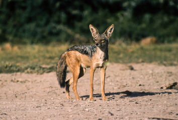Chacal à chabraque, Canis mesomelas, Afrique