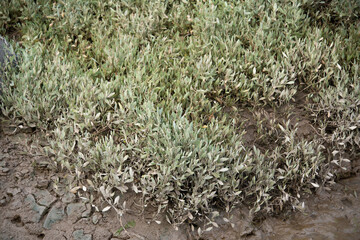 Obione, faux pourpier, Halimione portulacoides