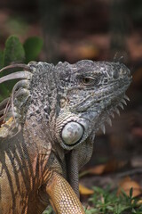 Iguana 