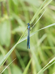 Calopteryx splendide ou caloptéryx éclatant (Calopteryx splendens), vue en plan. Demoiselle libellule typique des bords d'étangs aux reflets métalliques éclatants
