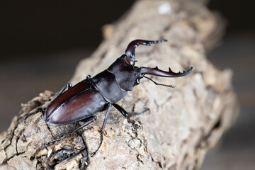 ノコギリクワガタのオス ‐Prosopocoilus inclinatus‐