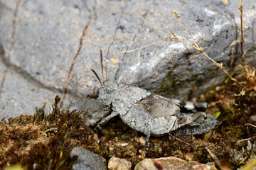 Blauflügelige Ödlandschrecke - Nymphe // blue-winged grasshopper - nymph (Oedipoda caerulescens)