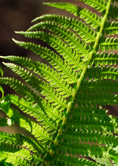 Fern leaf