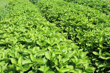 藍染の原料の藍の葉