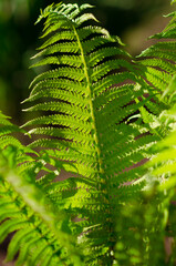 Fern in summer