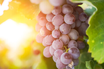 A bunch of grapes for wine growing on a grape farm in the summer under the sunshine. Agriculture and winemaking concept.