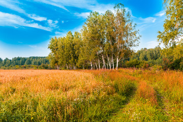 Fototapeta premium barley yellow agricultural field with rural path