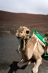 detalles de camellos en el desierto