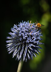 Flowering thistle with bumblebee