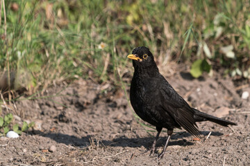 Side view of eurasian blackbird male on the ground facing left