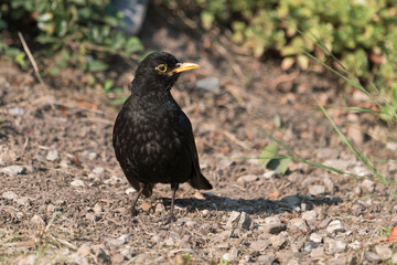 Front view of eurasian blackbird male on the ground with head turned right