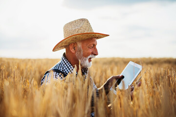 Sixty years old agronomist inspecting wheat field and using tablet computer.