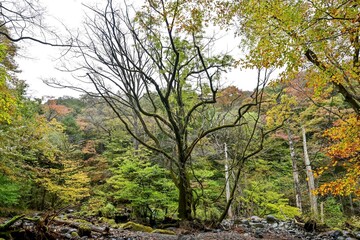 尚仁沢湧水群の遊歩道から見た晩秋の情景＠栃木