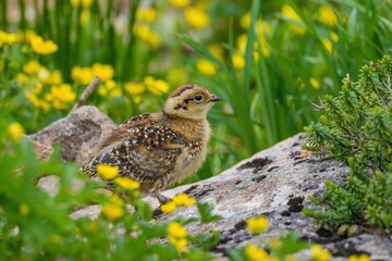 一人で元気に動き回るライチョウの雛＠長野