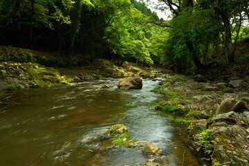 Obraz premium 森の中を流れる渓谷の風景