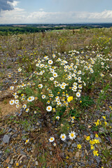 Obraz premium Geruchlose Kamille, Falsche Strandkamille // Scentless false mayweed (Tripleurospermum inodorum)