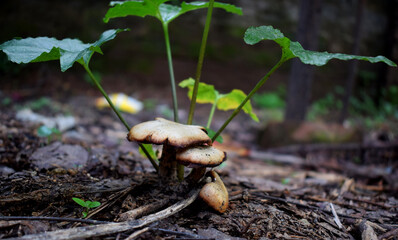 mushroom in the forest