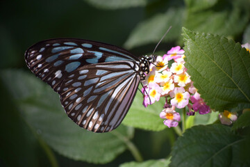 リュウキュウアサギマダラ