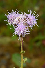 Acker-Kratzdistel, Ackerdistel // Creeping thistle, field thistle (Cirsium arvense)