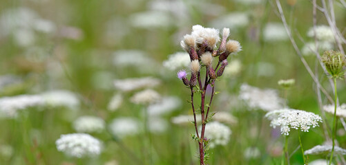 Creeping thistle, field thistle // Acker-Kratzdistel, Ackerdistel (Cirsium arvense)