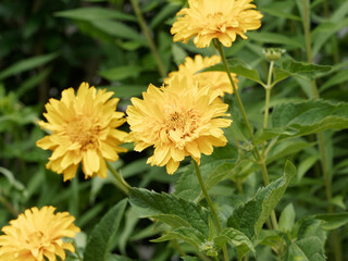 Heliopsis helianthoides var scabra oder Garten-Sonnenaugen. Gelb-orange gefüllte Blütenköpfe am Ende der rauen Stängel 