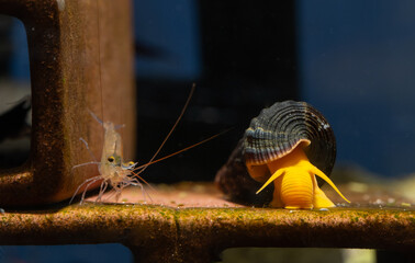 Blue leg sulawesi dwarf shrimp and orange yellow sulawesi snail or shellfish look for food on shrimp decoration in fresh water aquarium tank.