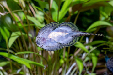 Close up abdomen of Flat loach fish with green plant as background in fresh water aquarium tank.