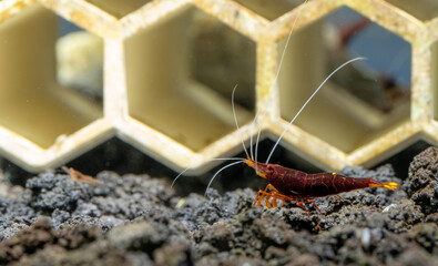 Yellow nose sulawesi dwarf shrimp look for food in lava stone in front of decoration in fresh water aquarium tank.