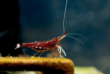 Close up pregnant sulawesi white spot dwarf shrimp with eggs in abdomen stay on dectoration and...