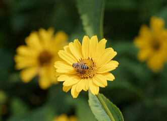 Heliopsis helianthoides var. scabra oder Garten-Sonnenaugen blüht mit einfache, halbgefüllte oder gefüllte strahlenförmige Blütenkörbchen in unterschiedlichen Gelbnuancen