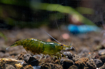 Green emerald dwarf shrimp with eggs in stomatch look for food in aquatic soil with other shrimps and decoration as background.