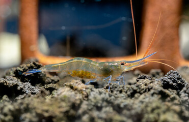 Blue leg sulawesi dwarf shrimp with eggs in abdomen look for food in lava stone and stay in front of shrimp decoration in fresh water aquarium tank.