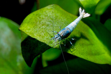Blue bolt dwarf shrimp stay on green leaf and eat some food in fresh water aquarium tank.