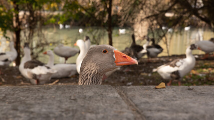 Portrait of domestic grey goose, Anser cygnoides domesticus, on farm