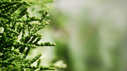 Close-up of thuja tree branches, blurred background with copy space for text. Macro photography of green leaves, selective soft focus