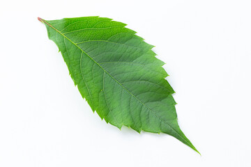 Green leaf of wild grapes on a white background.