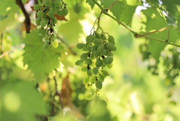 Bunch of white grapes close up