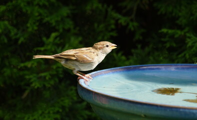 garden,sparrow,bird bath,water,drink,