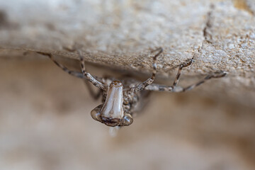 Weird insect with big eyes looking at the camera