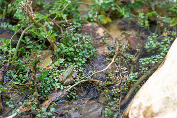 Frog in the water surrounded by plants