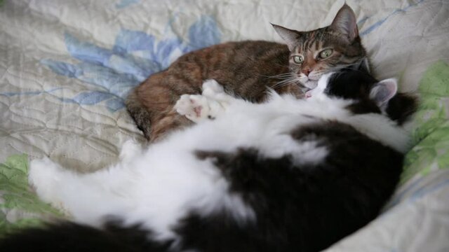 Two cats sleep peacefully on the bed. One cat is black and white with long hair. The second is shorthaired brown.