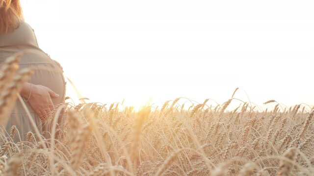 pregnant young woman stroking belly walking in field of wheat spikelets at sunset, future mother relaxing on summer nature, concept of motherhood